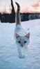📱雪の中を歩く白い猫 Google Pixel 7 Pro 壁紙・待ち受け
