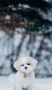 📱雪の中の子犬 Google Pixel 6a 壁紙・待ち受け