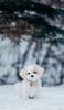 📱雪の中の子犬 iPhone 14 Plus 壁紙・待ち受け