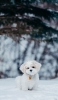 📱雪の中の子犬 Google Pixel 7 Pro 壁紙・待ち受け