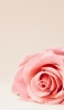 📱淡いピンクの薔薇 Google Pixel 6a 壁紙・待ち受け