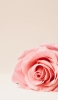 📱淡いピンクの薔薇 iPhone 14 Pro 壁紙・待ち受け