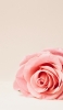 📱淡いピンクの薔薇 iPhone 14 Plus 壁紙・待ち受け