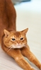 📱ストレッチをする茶色の猫 Galaxy A53 5G 壁紙・待ち受け