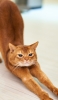 📱ストレッチをする茶色の猫 Google Pixel 7 Pro 壁紙・待ち受け