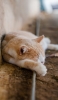 📱地面に寝ている野良猫 Redmi Note 10T 壁紙・待ち受け