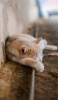 📱地面に寝ている野良猫 Google Pixel 7 Pro 壁紙・待ち受け