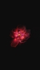 📱水滴のついた濃淡のある赤い花 iPhone 14 Pro Max 壁紙・待ち受け