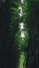 📱綺麗な竹林の森 Xperia 5 IV 壁紙・待ち受け