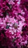 📱可愛いピンクの小さい花 Xperia 5 IV 壁紙・待ち受け
