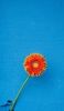 📱青の壁から生えるオレンジの花 Xperia 5 IV 壁紙・待ち受け
