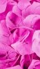 📱画面いっぱいのピンクの花 Xperia 5 IV 壁紙・待ち受け