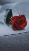 📱ソファーの上の赤い薔薇 Xperia 5 IV 壁紙・待ち受け