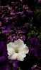 📱白と紫の花 Xperia 5 IV 壁紙・待ち受け