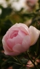 📱薄いピンクの花 Xperia 5 IV 壁紙・待ち受け