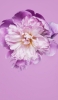 📱紫と白の花 Xperia 5 IV 壁紙・待ち受け