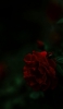 📱綺麗な赤い花・薔薇 Xperia 10 IV 壁紙・待ち受け
