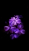 📱綺麗な紫のグラデーションの花 iPhone 14 Pro 壁紙・待ち受け