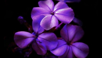 📱綺麗な紫のグラデーションの花 iPhone 14 壁紙・待ち受け