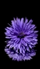 📱花びらの多い紫の花 Xperia 5 IV 壁紙・待ち受け
