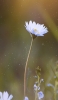 📱茎の長い白い花 Xperia 5 IV 壁紙・待ち受け