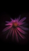📱綺麗なピンクの花 暗闇 Xperia 5 IV 壁紙・待ち受け