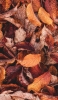 📱画面いっぱいの落ち葉・枯れ葉 iPhone 14 Pro 壁紙・待ち受け