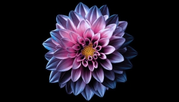 📱青とピンクの花びらの多い花 iPhone 14 Pro 壁紙・待ち受け