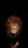 📱百獣の王 かっこいいライオン iPhone 14 Pro 壁紙・待ち受け