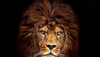 📱百獣の王 かっこいいライオン iPhone 14 壁紙・待ち受け