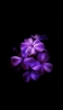 📱綺麗な紫のグラデーションの花 iPhone 14 Plus 壁紙・待ち受け