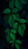 📱綺麗な濃い緑の葉 Xperia 5 IV 壁紙・待ち受け