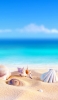 📱美しい貝殻 砂浜 綺麗な海 iPhone 14 Plus 壁紙・待ち受け
