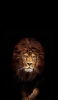📱かっこいい百獣の王 ライオン iPhone 14 Plus 壁紙・待ち受け