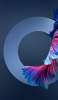 📱青とピンクの綺麗な尾ヒレ iPhone 14 Pro Max 壁紙・待ち受け