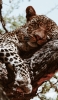 📱木の上で寝る豹 Galaxy A53 5G 壁紙・待ち受け