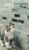 📱壁沿いに歩く青い瞳の猫 Google Pixel 6a 壁紙・待ち受け
