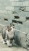 📱壁沿いに歩く青い瞳の猫 Google Pixel 7 Pro 壁紙・待ち受け