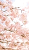 📱春 綺麗な桜 Galaxy A53 5G 壁紙・待ち受け