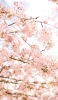 📱春 綺麗な桜 iPhone 14 壁紙・待ち受け