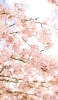 📱春 綺麗な桜 iPhone 14 Plus 壁紙・待ち受け