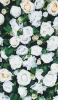 📱綺麗な白い薔薇 Galaxy A53 5G 壁紙・待ち受け