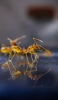 📱透明の黄色い蟻 iPhone 14 Pro Max 壁紙・待ち受け