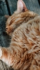 📱床で寝る茶色い猫 Redmi Note 11 壁紙・待ち受け