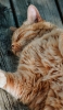 📱床で寝る茶色い猫 iPhone 14 Plus 壁紙・待ち受け