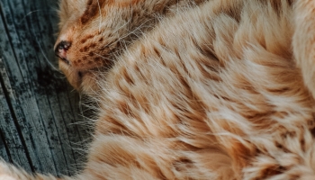📱床で寝る茶色い猫 iPhone 14 Plus 壁紙・待ち受け