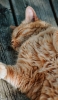 📱床で寝る茶色い猫 Google Pixel 7 Pro 壁紙・待ち受け