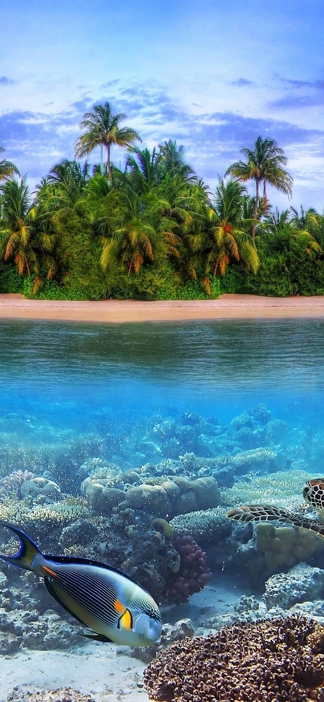 Palm Tree Island Tropical Fish Sea Turtle Iphone 12 Mini 壁紙 待ち受け スマラン