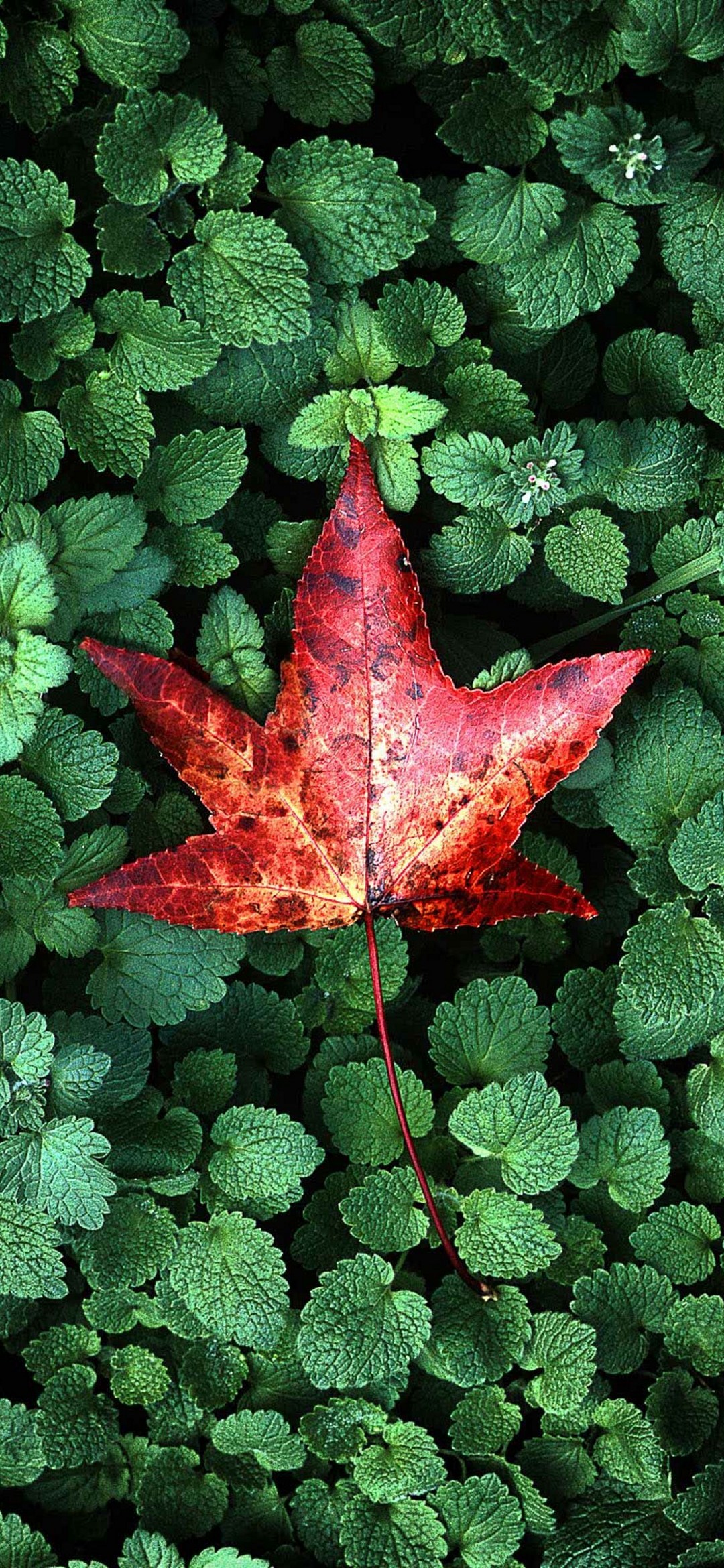 大きな赤い葉と沢山の緑の葉っぱ Iphone 12 Mini スマホ壁紙 待ち受け スマラン