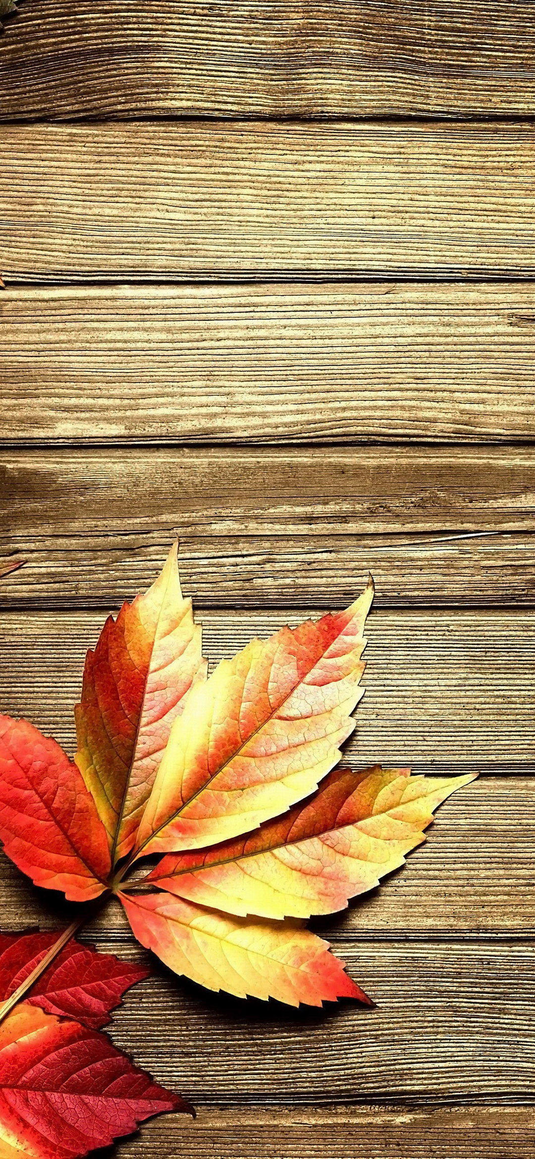 Light Brown Wooden Board And Autumn Leaves Redmagic 5 Android スマホ壁紙 待ち受け スマラン